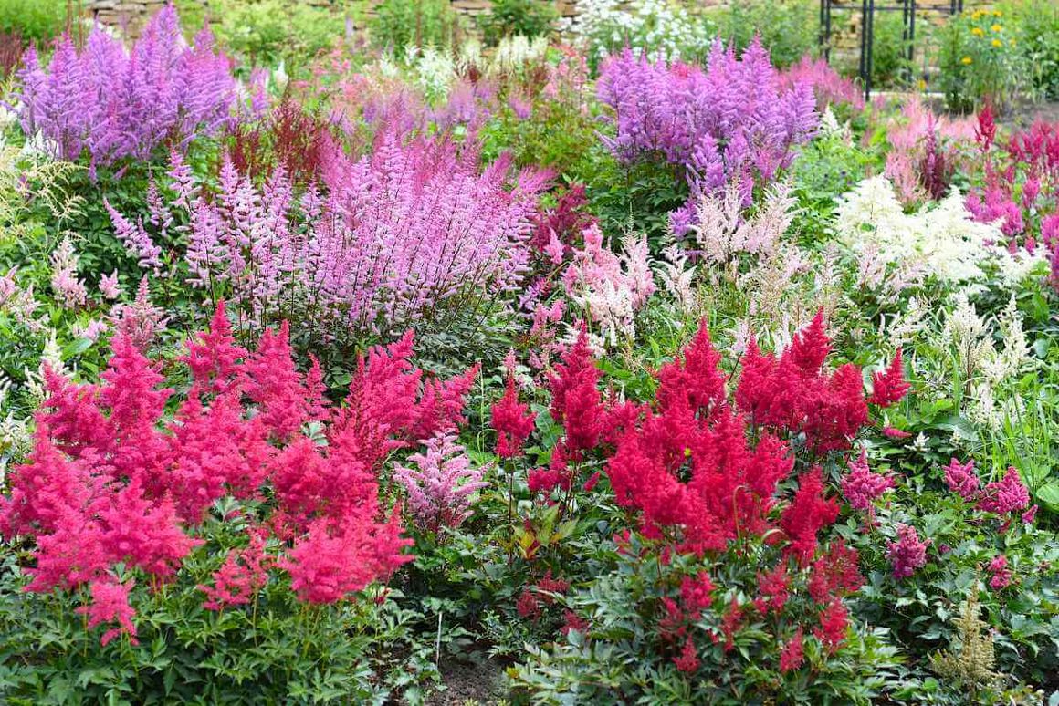 Blühende Astilben in verschiedenen Farben.